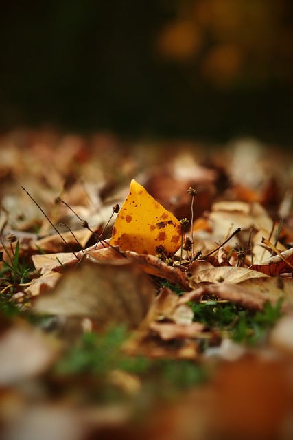 媒体和球迷 媒体和球迷